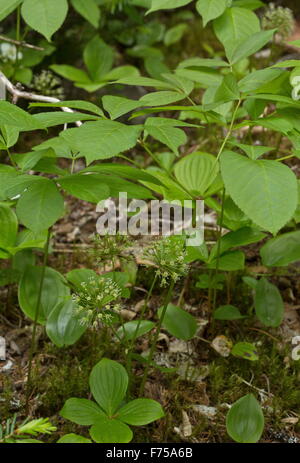 Wilde Sarsaparille, Aralia Nudicaulis in Blume im Wald, Neufundland. Stockfoto