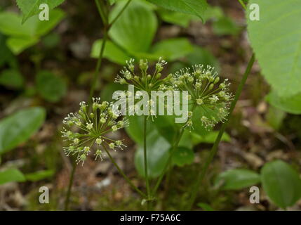 Wilde Sarsaparille, Aralia Nudicaulis in Blume im Wald, Neufundland. Stockfoto