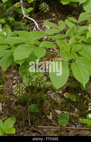 Wilde Sarsaparille, Aralia Nudicaulis in Blume im Wald, Neufundland. Stockfoto