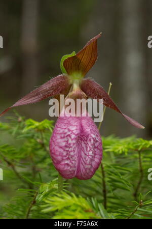 Pink Lady Slipper oder Mokassin Blume, Cypripedium Acaule in Blüte. Neufundland. Stockfoto