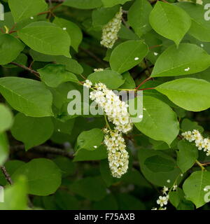 Reitens oder Virginia Vogel Kirsche, Prunus Virginiana in Blüte. Neufundland. Stockfoto