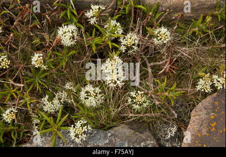 Sumpfporst, in Blüte im Sumpfgebiet, Neufundland. Stockfoto