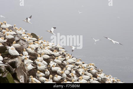 Major Tölpelkolonie am Cape St. Mary Ecological Reserve, Avalon, Neufundland. Stockfoto