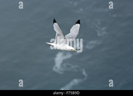 Dreizehenmöwe, oder schwarz-legged Kittiwake, im Flug über das Meer. Stockfoto