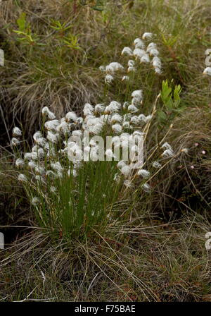 Hudsons Bay Rohrkolben - Trichophorum Alpinum in Frucht. Neufundland Stockfoto