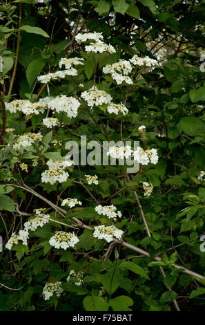 Amerikanische Cranberrybush Schneeball, Viburnum Opulus var. Americanus in Blüte; Westen Neufundland. Stockfoto