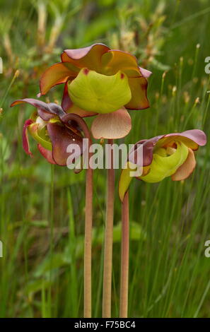 Lila Kannenpflanze, eine insektenfressende Pflanze von Mooren, schirmförmigen Stil zeigen. Neufundland. Stockfoto