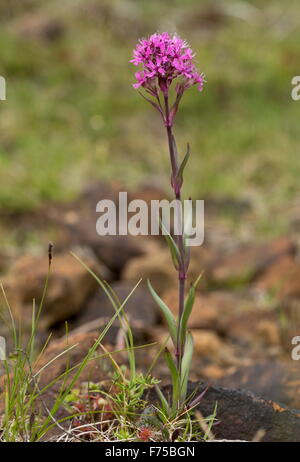 Eine Form der alpinen Leimkraut auf Serpentin und Peridotit, Hochebenen, Gros Morne National Park, Neufundland. Stockfoto