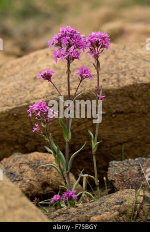 Eine Form der alpinen Leimkraut auf Serpentin und Peridotit, Hochebenen, Gros Morne National Park, Neufundland. Stockfoto