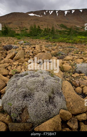 Wollige Fringe-Moos, auf Serpentin und Peridotit am Tablelands, Gros Morne National Park, Neufundland. Stockfoto