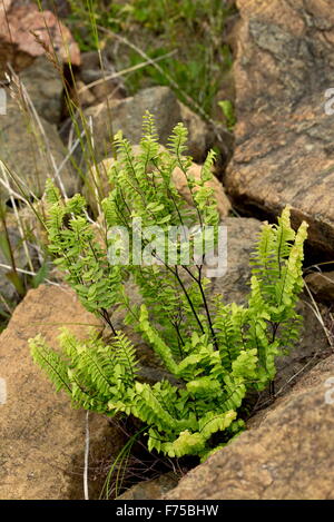 Westlichen tausend Farn oder Aleutian tausend auf Serpentin und Peridotit, Hochebenen, Gros Morne National Park, Neufundland Stockfoto