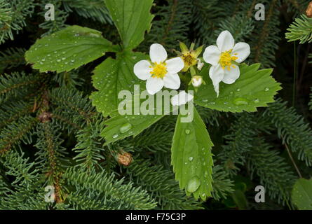 Nördlichen Erdbeere in Blüte. Eines der 2 Eltern kultivierte Erdbeere. Kanada Stockfoto