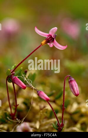 Wilde Preiselbeeren in Blüte auf Moor Oberfläche Stockfoto