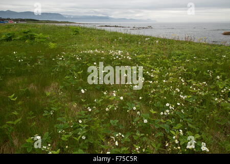 Nördlichen Walderdbeeren in Küsten Grünland Shoal Cove, West Neufundland. Stockfoto