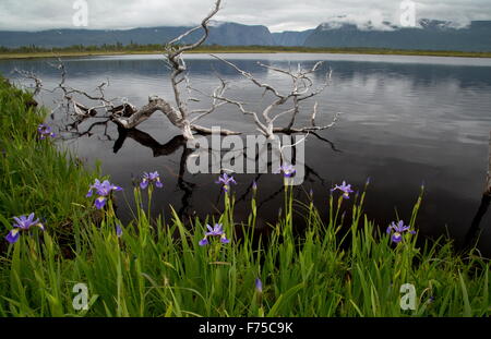 Wild Iris oder blaue Flagge um Jerrys Teich, Western Brook West Neufundland, mit Long-Range Berge im Hintergrund. Stockfoto