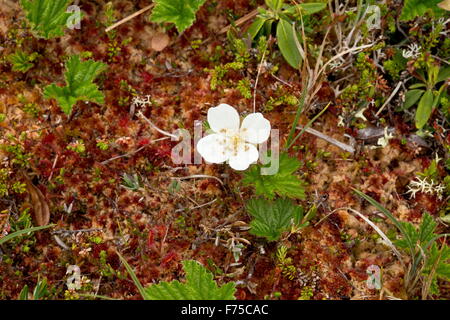 Moltebeeren, Rubus Chamaemorus in Blüte auf Moor Oberfläche. Stockfoto