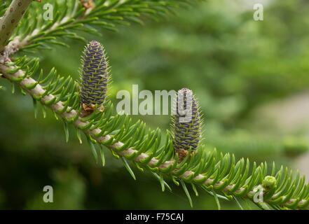 Balsam-Tanne mit jungen weiblichen Zapfen Stockfoto