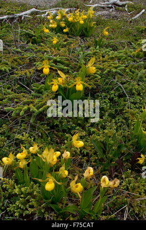 Gelbe Frauenschuh, Cypripedium Parviflorum Var Pubescens in Blüte auf Kalkstein Brachland, Neufundland Stockfoto