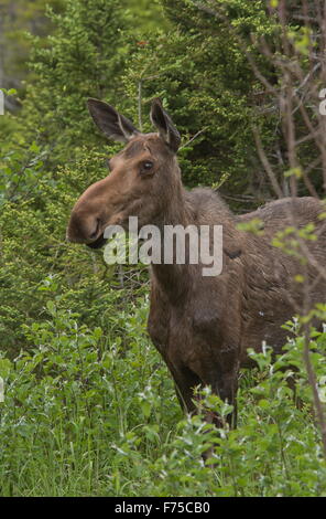 Elch (Amerika) oder Elchen (Europa), Alces Alces in Nadel-Wäldern, Neufundland. Stockfoto