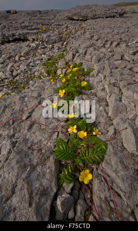 Silverweed auf der Limestone Coast am Point Riche, Port au Choix, NW Neufundland. Stockfoto