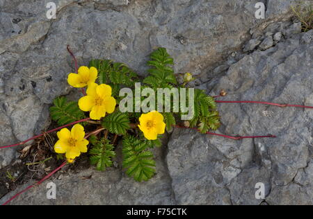 Silverweed auf der Limestone Coast am Point Riche, Port au Choix, NW Neufundland. Stockfoto