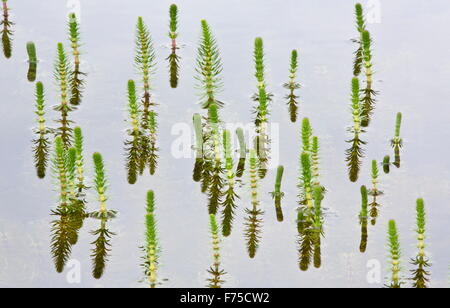 Stutenmilch-Tail in seichten See auf Kalkstein. Stockfoto