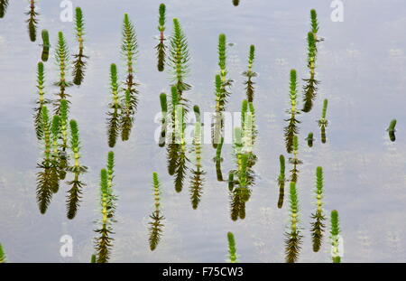 Stutenmilch-Tail in seichten See auf Kalkstein. Stockfoto