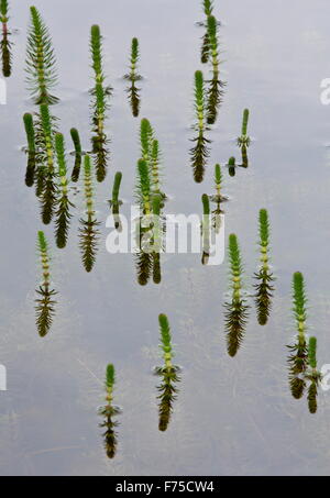 Stutenmilch-Tail in seichten See auf Kalkstein. Stockfoto