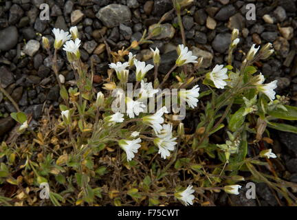 Alpine Vogelmiere auf Kalkstein Brachland, Burnt Cape, Neufundland. Stockfoto