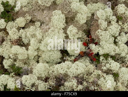 Boreale Tundra dominiert eine Flechte, Cladonia Stellaris, mit Krähenbeere etc.. Nord Neufundland. Stockfoto