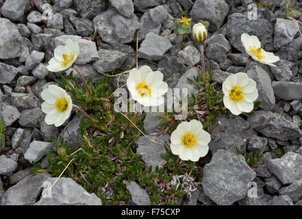 Gesamte Endivie Mountain Avens, White Mountain Avens blühen auf Kalkstein Brachland Stockfoto