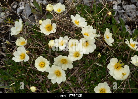 Gesamte Endivie Mountain Avens, White Mountain Avens blühen auf Kalkstein Brachland Stockfoto