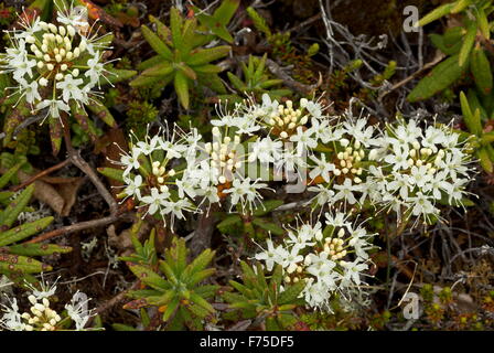 Sumpfporst, in Blüte im Sumpfgebiet, Neufundland. Stockfoto