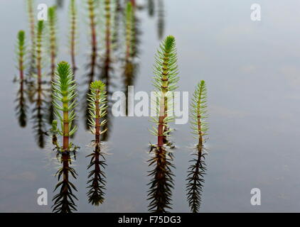 Stutenmilch-Tail in seichten See auf Kalkstein. Stockfoto