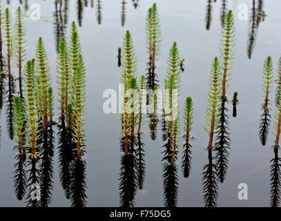 Stutenmilch-Tail in seichten See auf Kalkstein. Stockfoto