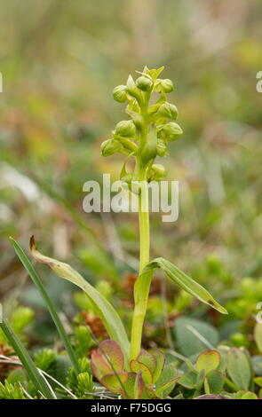 Frog Orchid, Dactylorhiza Viridis, in Blüte. Stockfoto