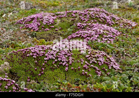 Moss Campion, Kissen rosa Silene acaulis Stockfoto