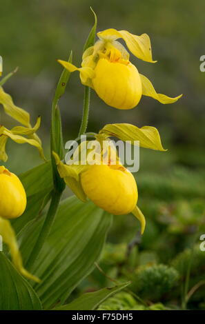 Gelbe Frauenschuh, Cypripedium Parviflorum Var Pubescens in Blüte auf Kalkstein Brachland, Neufundland Stockfoto