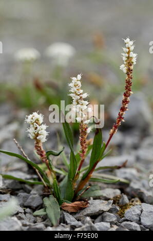 Alpine cm in Blüte mit Zwiebelchen, auf Kalkstein unfruchtbar, Neufundland. Stockfoto
