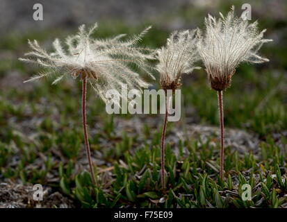 Gesamte-leaved Mountain Avens in Frucht; Kalkstein Brachland, Neufundland. Stockfoto