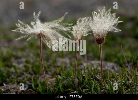 Gesamte-leaved Mountain Avens in Frucht; Kalkstein Brachland, Neufundland. Stockfoto