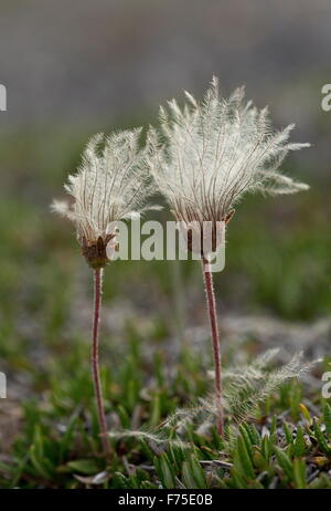 Gesamte-leaved Mountain Avens in Frucht; Kalkstein Brachland, Neufundland. Stockfoto