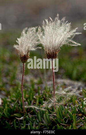 Gesamte-leaved Mountain Avens in Frucht; Kalkstein Brachland, Neufundland. Stockfoto