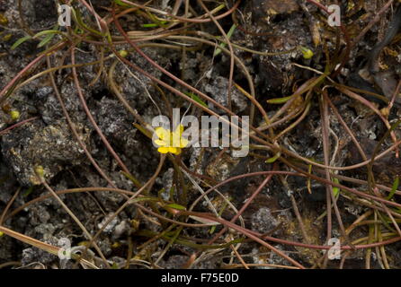 Creeping Spearwort, Ranunculus Reptans in feuchten Mulde. Sehr selten in Großbritannien. Stockfoto