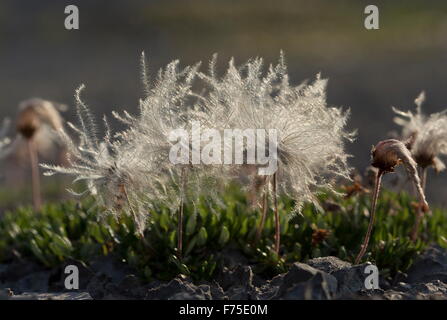 Gesamte-leaved Mountain Avens in Frucht; Kalkstein Brachland, Neufundland. Stockfoto