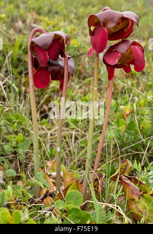 Lila Schlauchpflanze, Sarracenia Purpurea in Blüte in einem Moor, Neufundland. Stockfoto