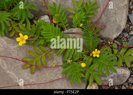 Silverweed in Blüte am Kiesstrand. Stockfoto