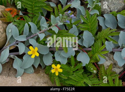 Silverweed und Oysterplant am Strand bei Flut Linie. Neufundland. Stockfoto