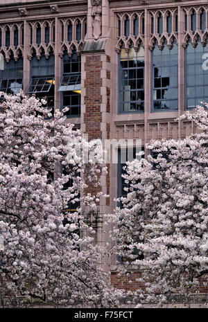 WA12138-00... WASHINGTON - Kirschbäume in voller Blüte auf der Quad Bereich des Campus der University of Washington Seattle. Stockfoto