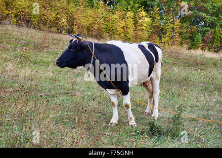 Kuh Weiden auf dem Bauernhof-Feld. Landschaft im ländlichen Raum-Szene. Stockfoto